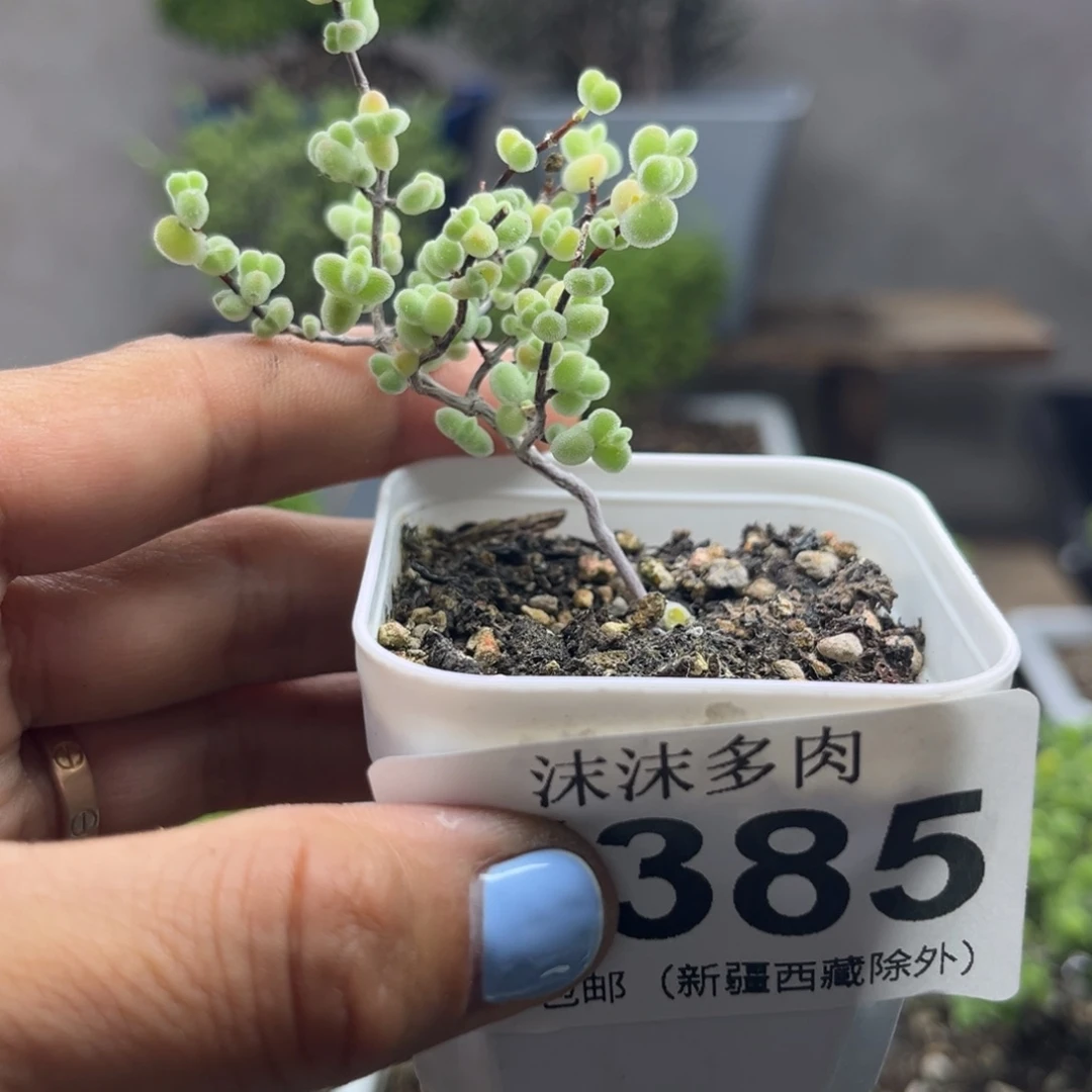 385莱斯枝干番杏福利