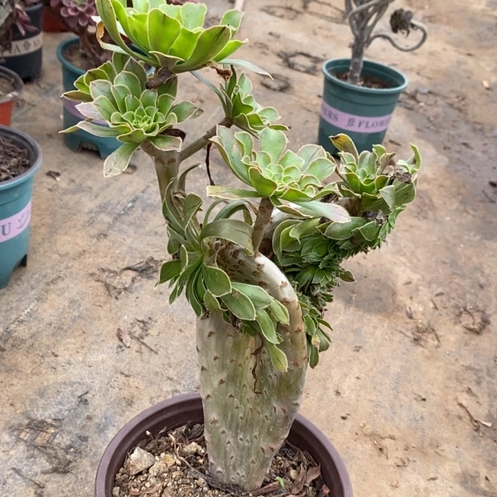 原始绿翅膀早缀57多肉植物法师法师