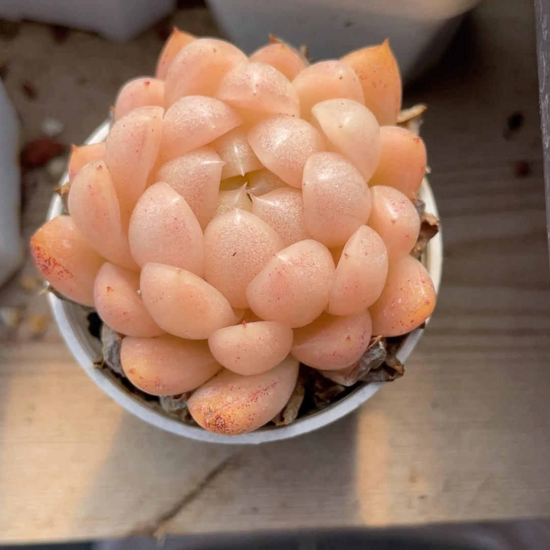 优选麦杆多肉福利931