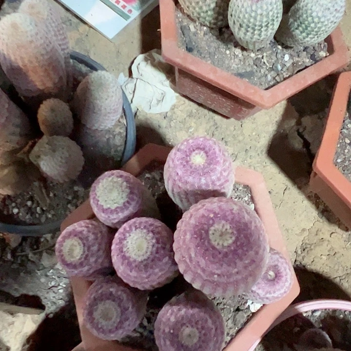 红太阳精品太阳神系列