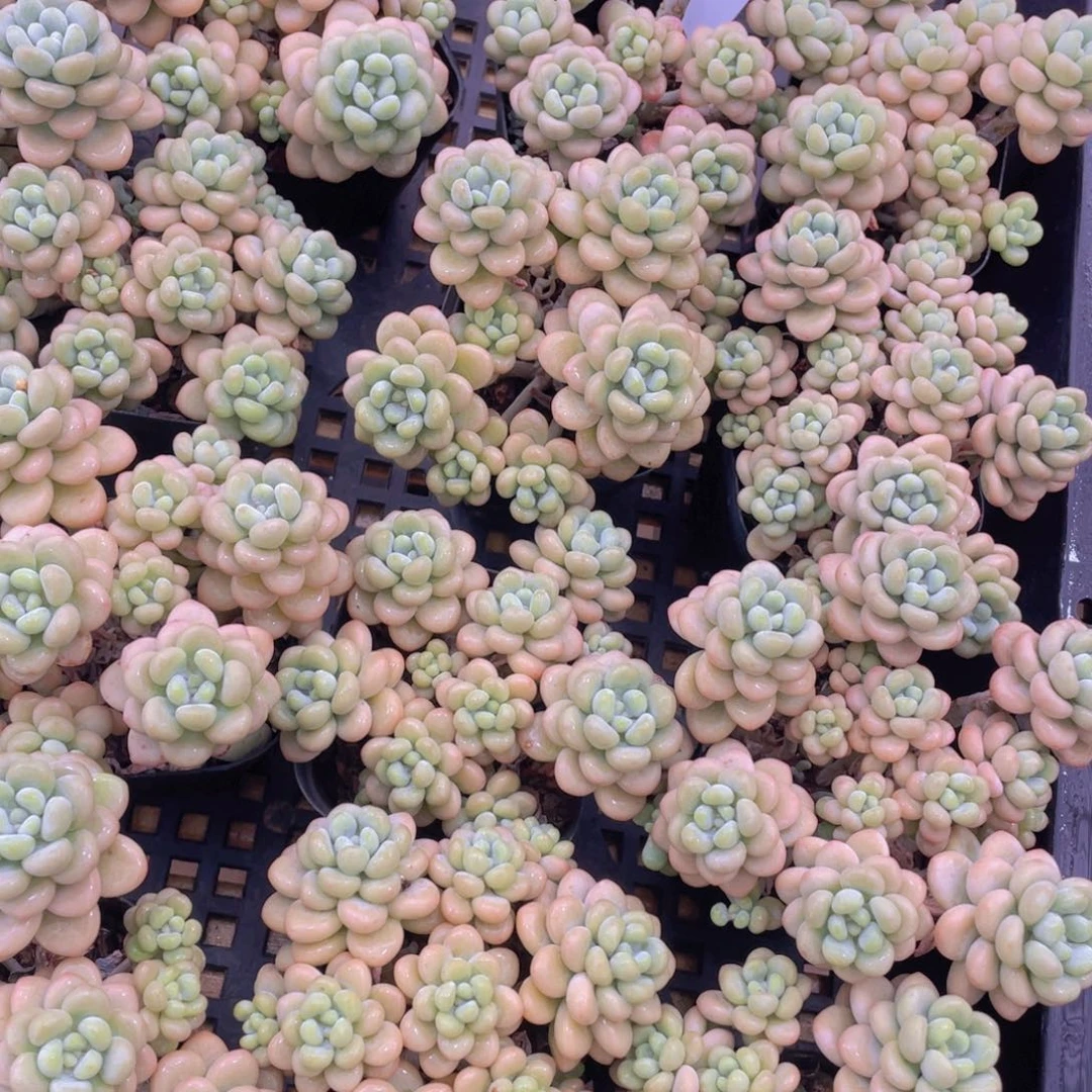 量拍1号 洛可可大群生高腿6头起一个