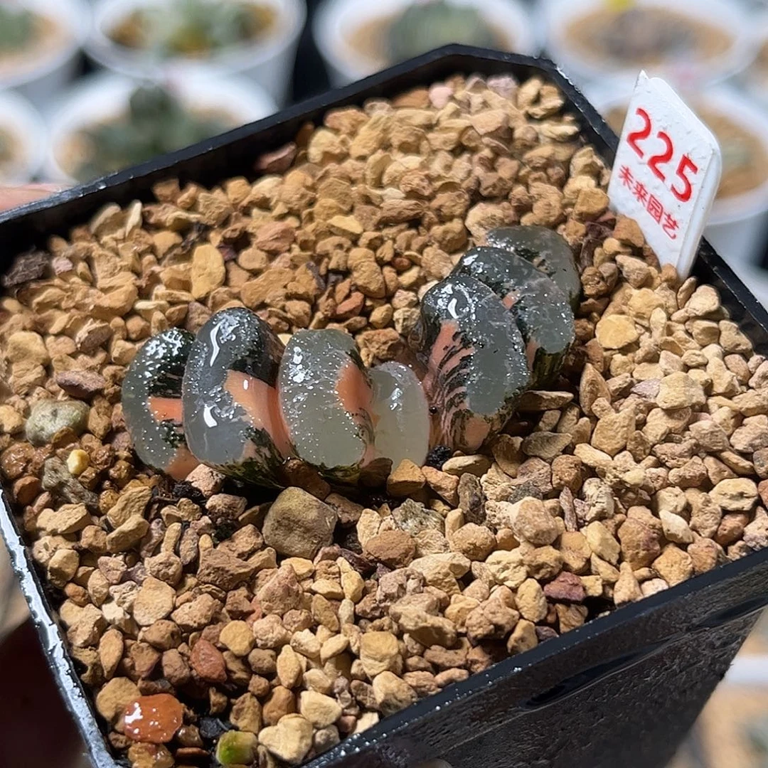 225浮躁玉扇锦福利