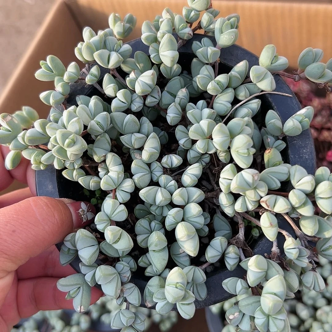 多肉植物带盆碧玉莲