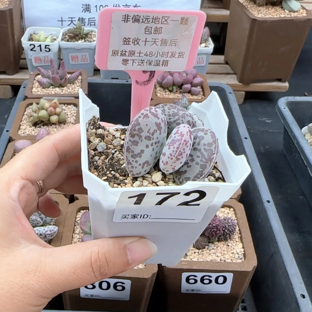 172花旦多肉植物微瑕