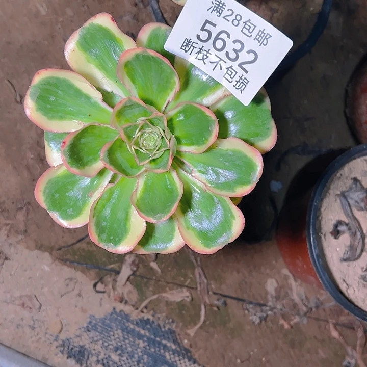 5632燕姿锦多肉植物