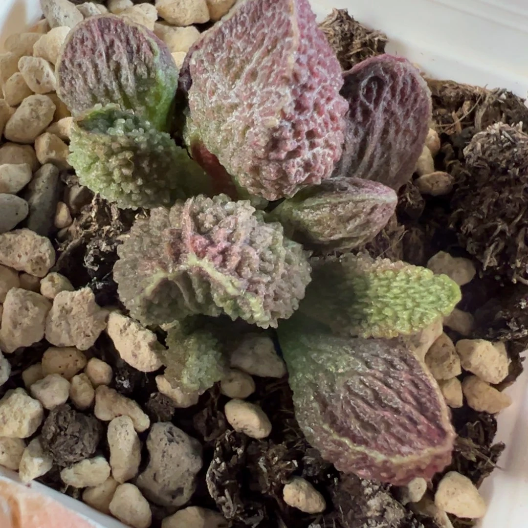 魔龙水泡多肉植物水