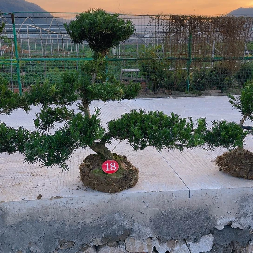 及***雨无花朵罗汉松盆景艺术