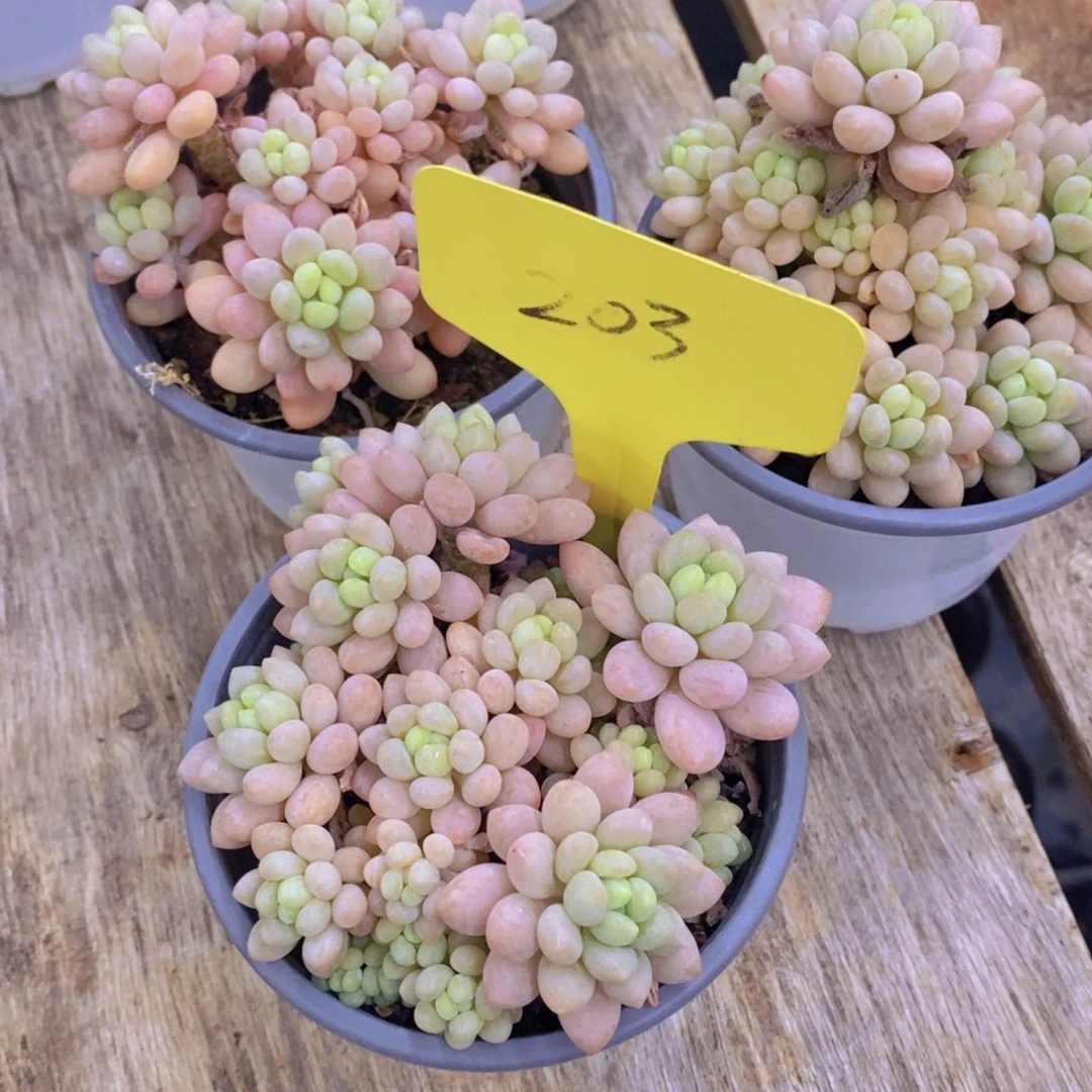 哈*蒙开心多肉植物多肉