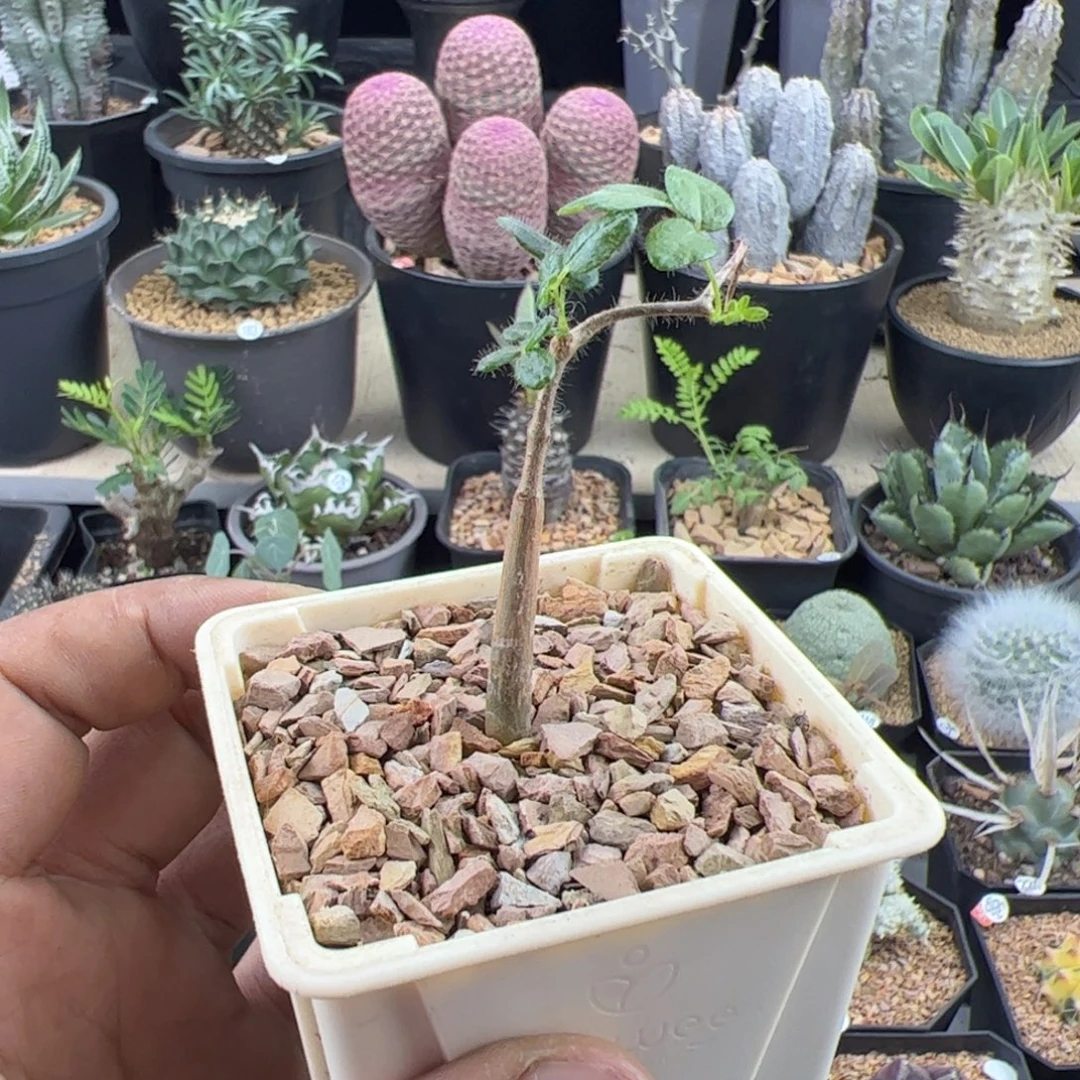 滔天橄榄实生一物一拍带盆发