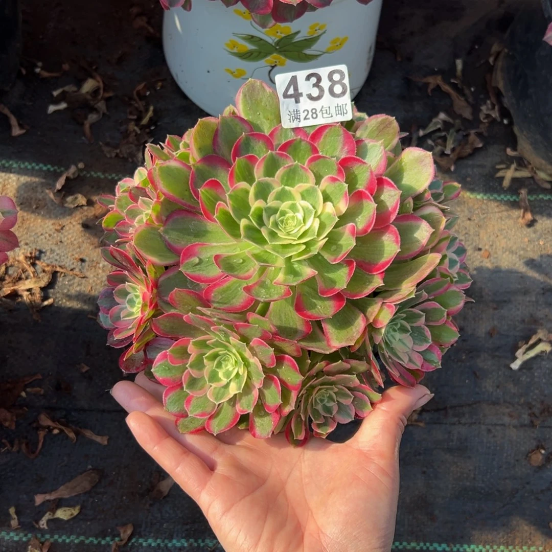 小***婉多肉植物438孔雀翎