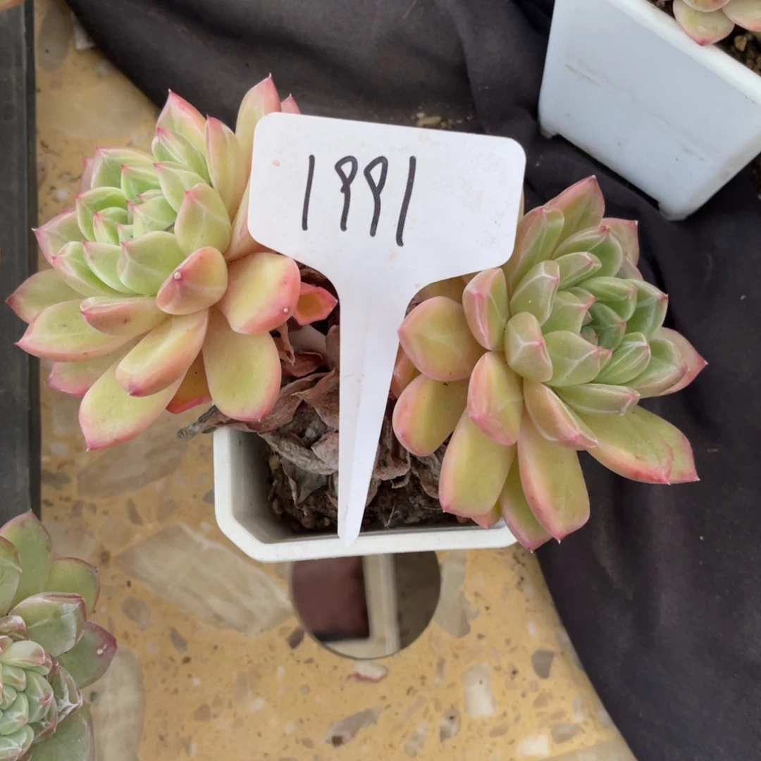 老阿姨一物一拍1991