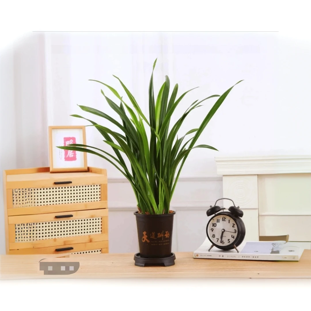 墨兰6-8青苗发货室内栽种好养易存活净化空气9月份栽种后来花