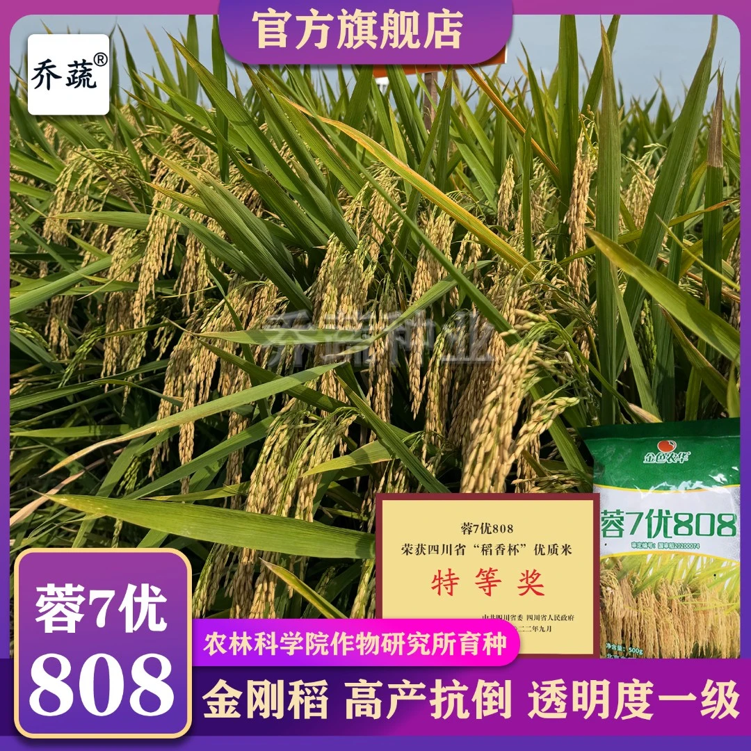 蓉7优808优质抗倒伏水稻种子长粒清香口感劲道透明度一级金刚稻