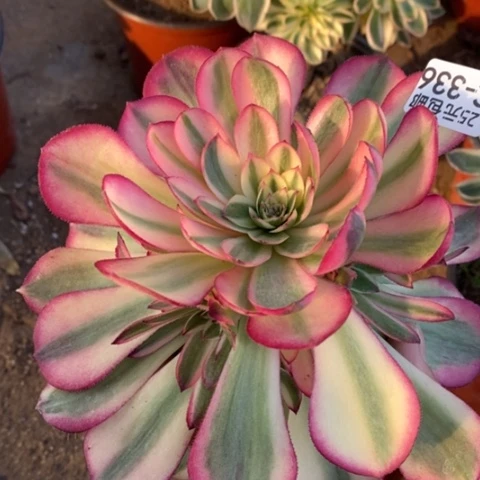 336倾城满25包邮多肉