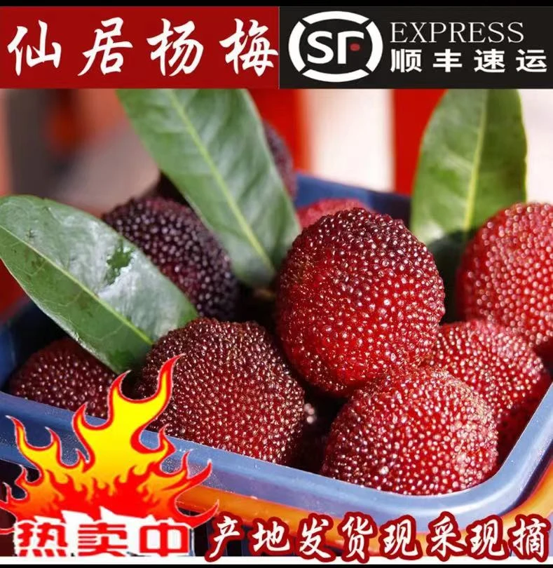 浙江仙居东魁杨梅鲜果现摘现发当季水果大颗粒礼盒装