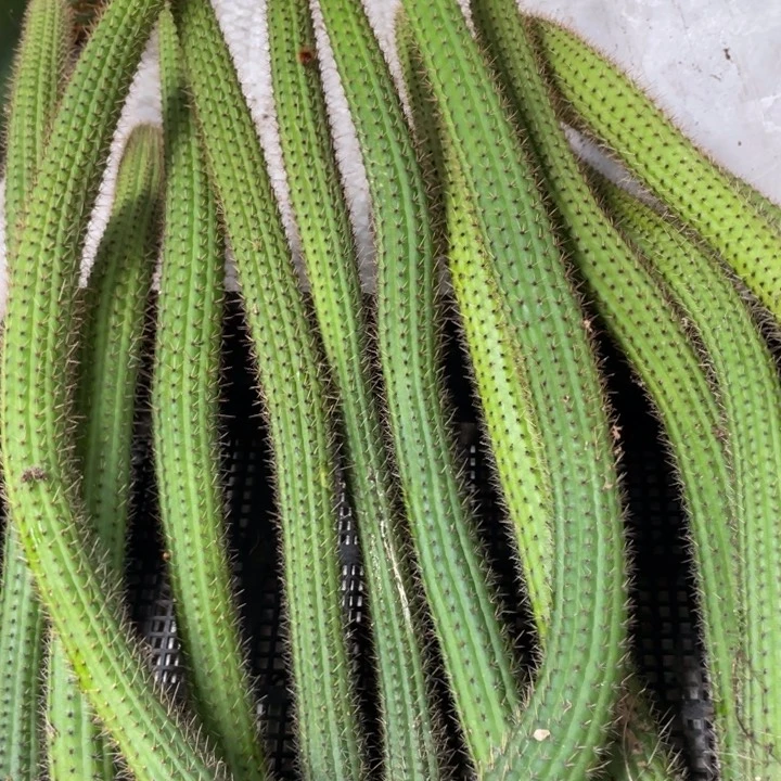 彩舞柱自根金妞30公分左右