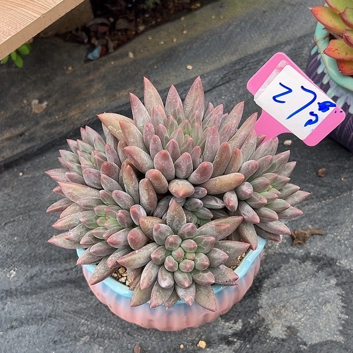 27红蜻蜓带盆一个多婆婆
