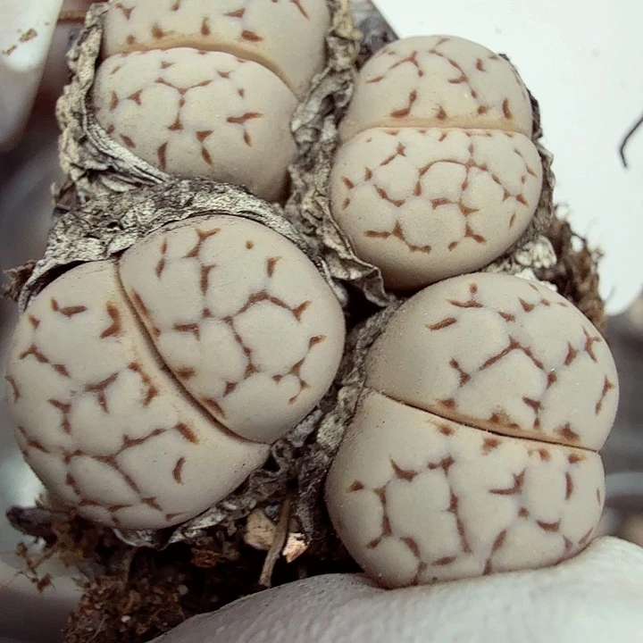 你说是的啊不对是什么呢196