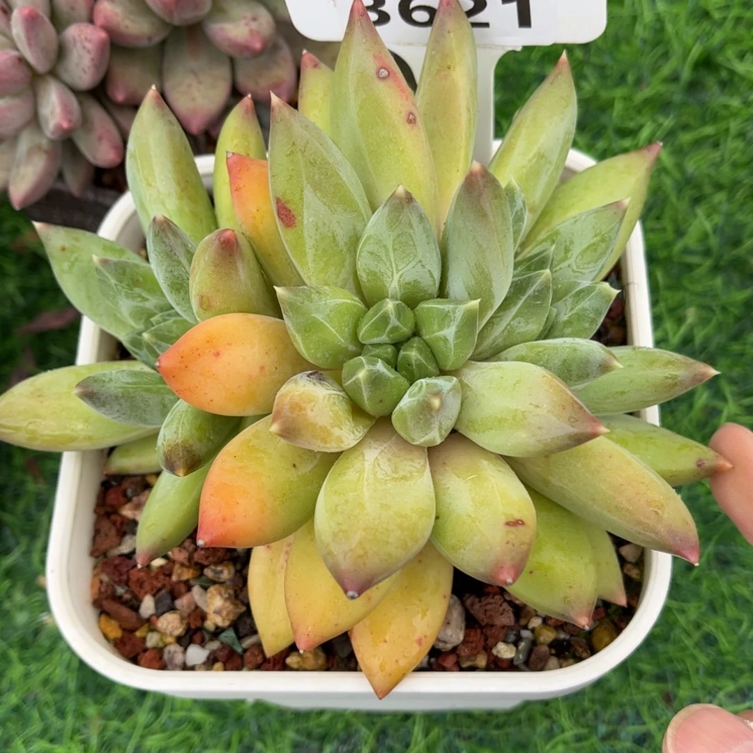多肉植物3621 一定要拍个冷链哦
