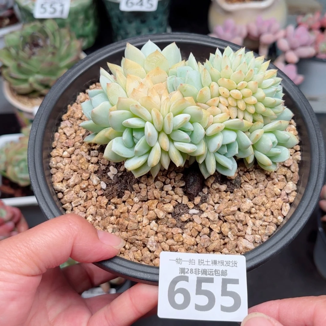 静雪缀化多肉多多