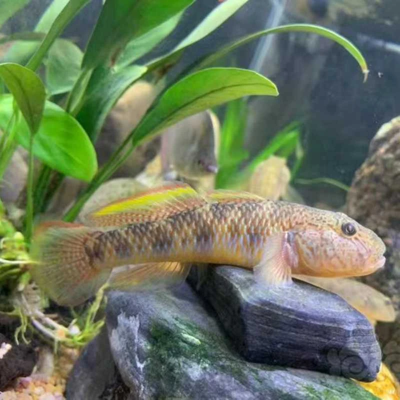 【观赏活体】虾虎原生鱼淡水鱼虾虎鱼小型鱼神农虾虎 溪流鱼活体