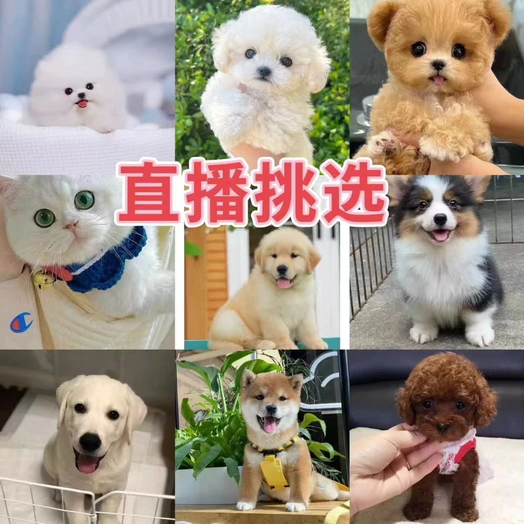 狗狗活体链接  混血狗狗