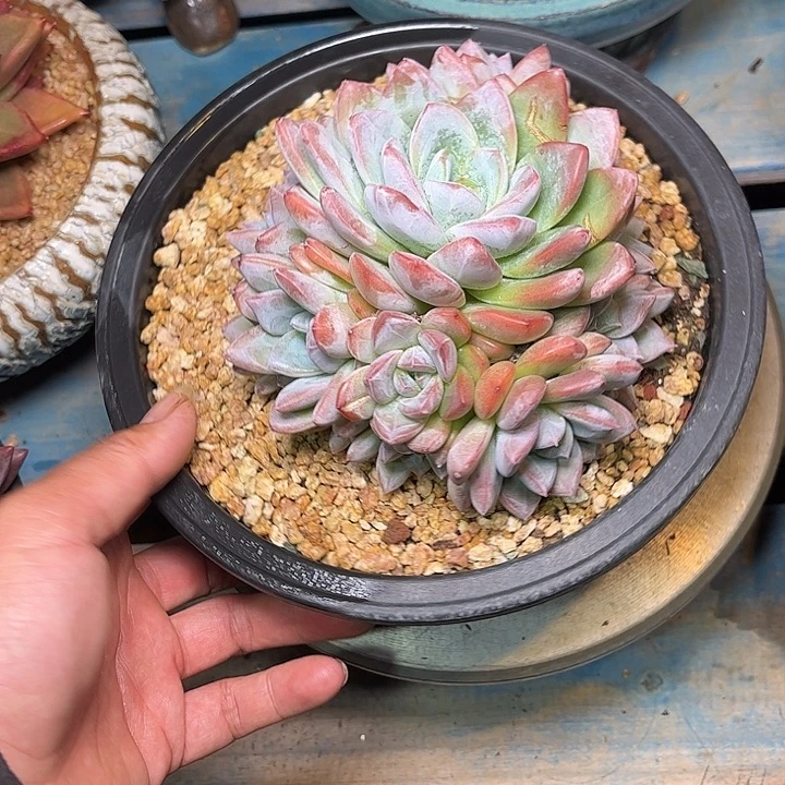 多肉植物一物一拍