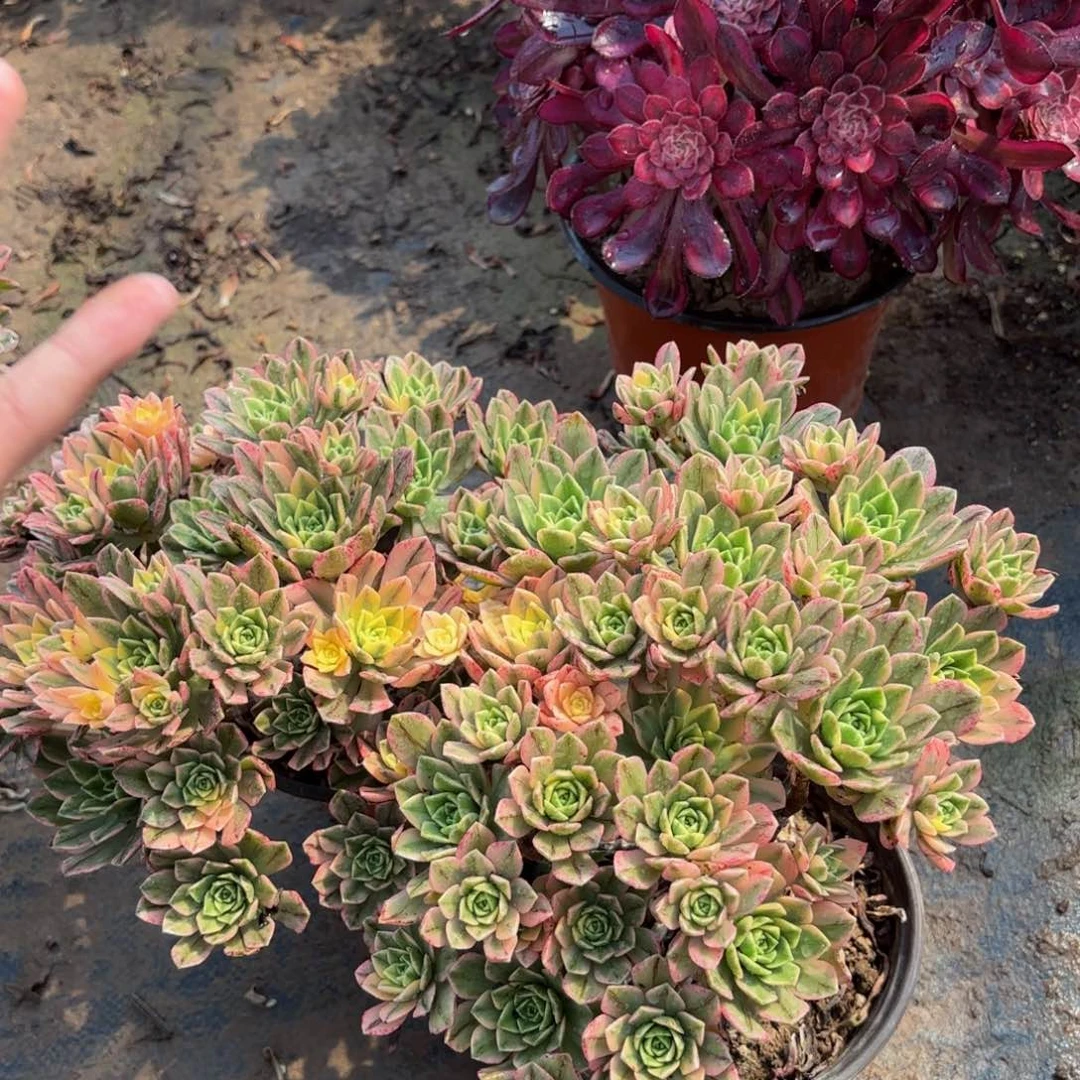 甜茶9.两颗 多肉植物