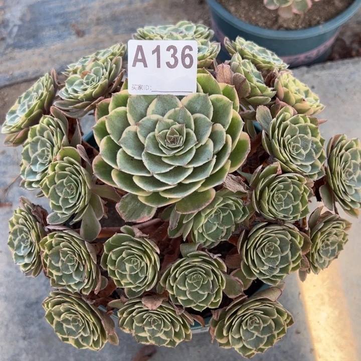 136粉花妖23厘米左右