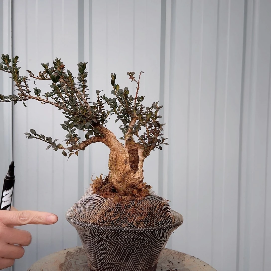 珍珠黄杨盆栽素材