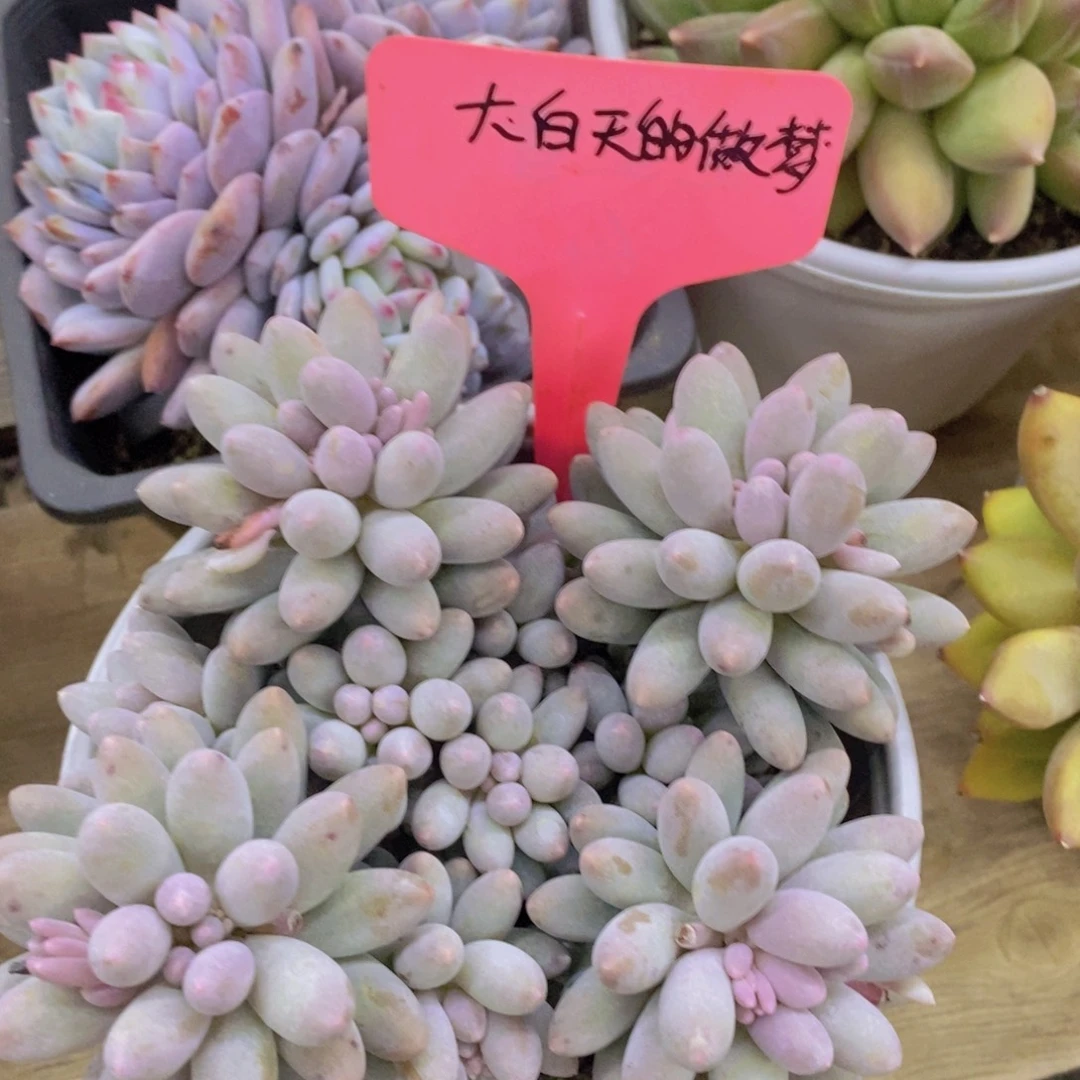 开心多肉，专场4开始了，5给1