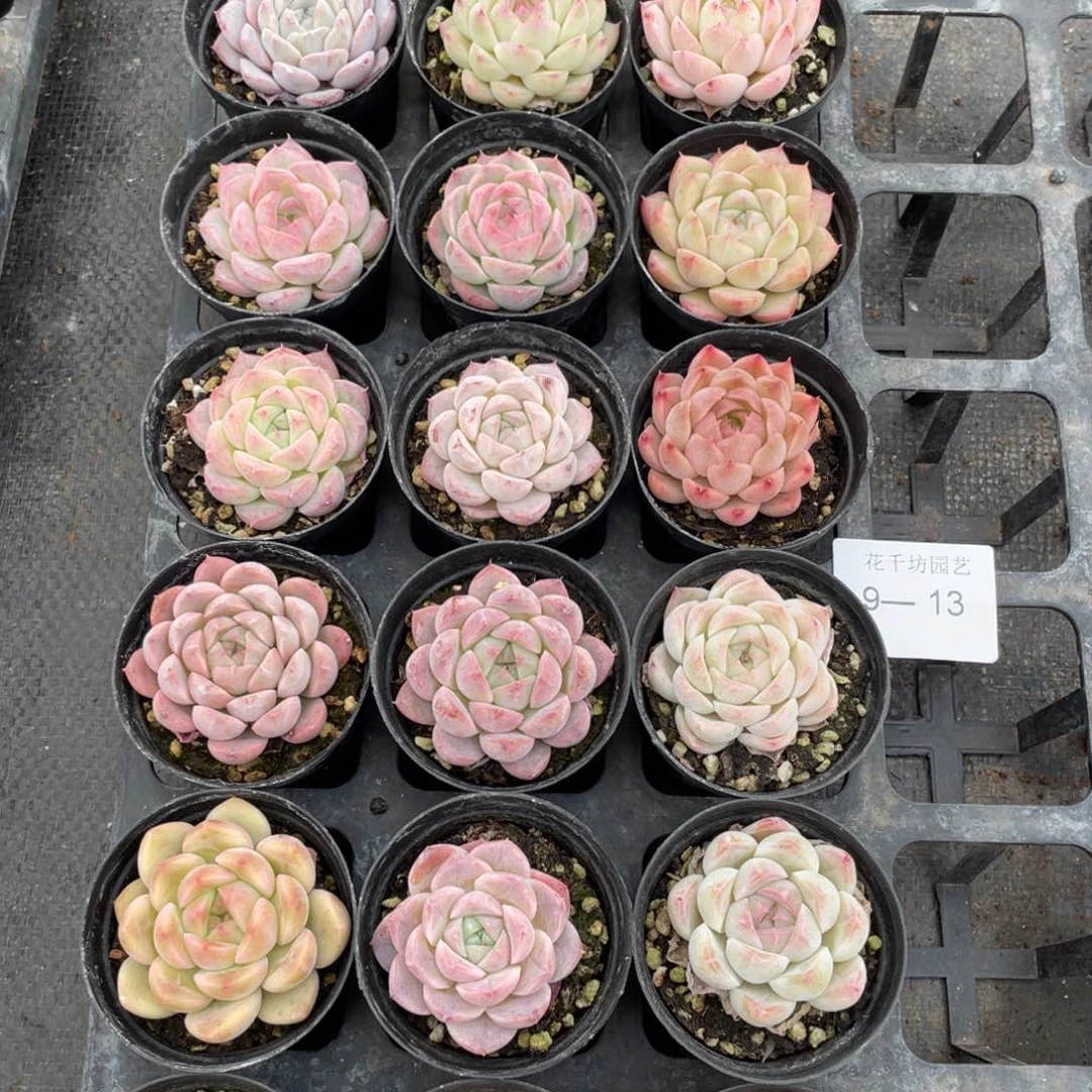 一物一拍18棵9-13