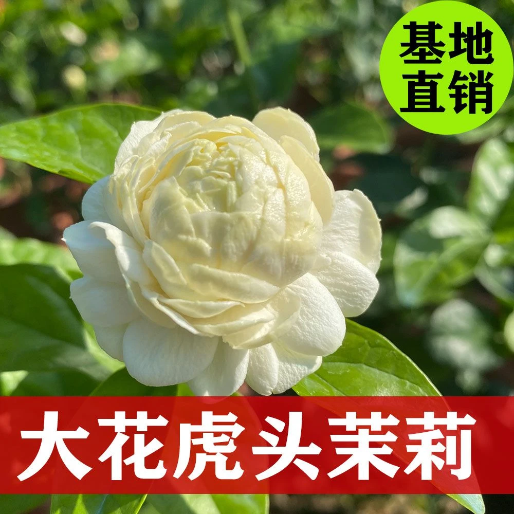 【3132人好评】正宗虎头茉莉三叶轮生重瓣狮头茉莉阳台盆栽芳香茉