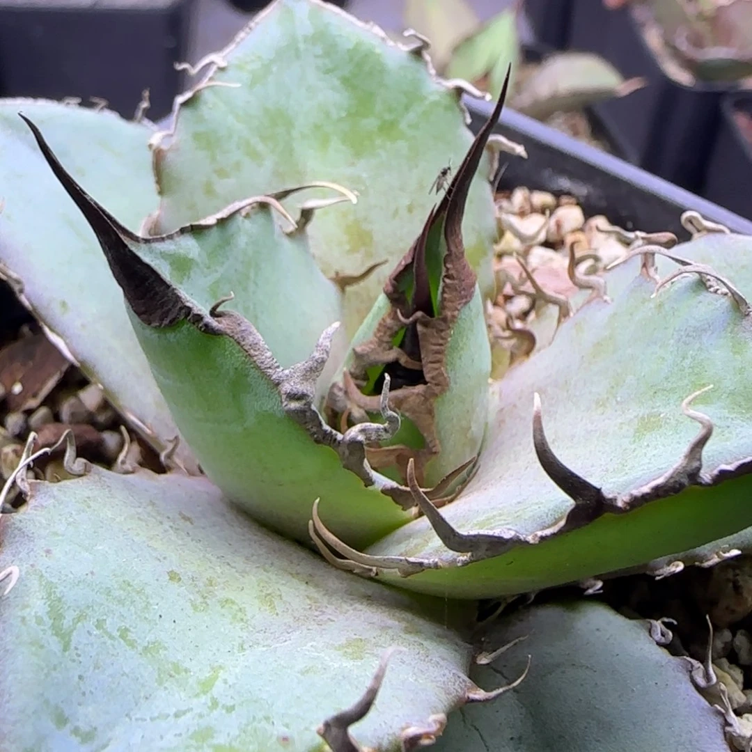 双十二活动实生仁王冠29