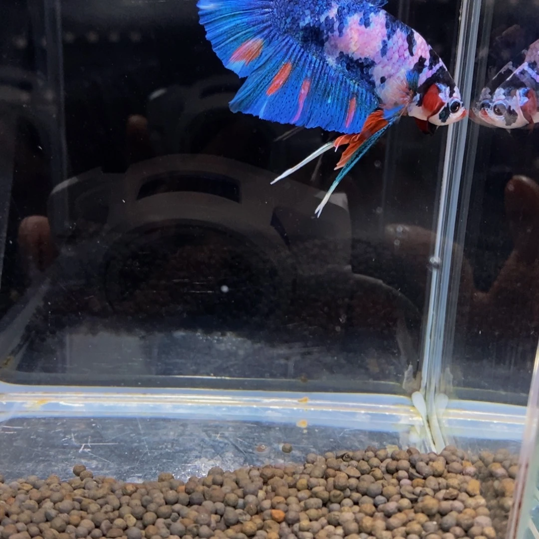 浙***一斗鱼256巨斗11111