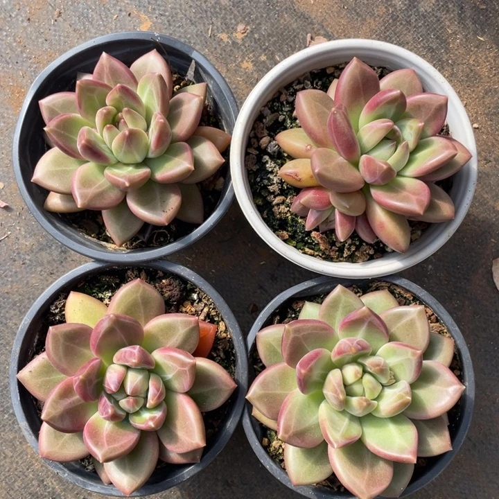 胖体迷雾泡泡，拍1发4