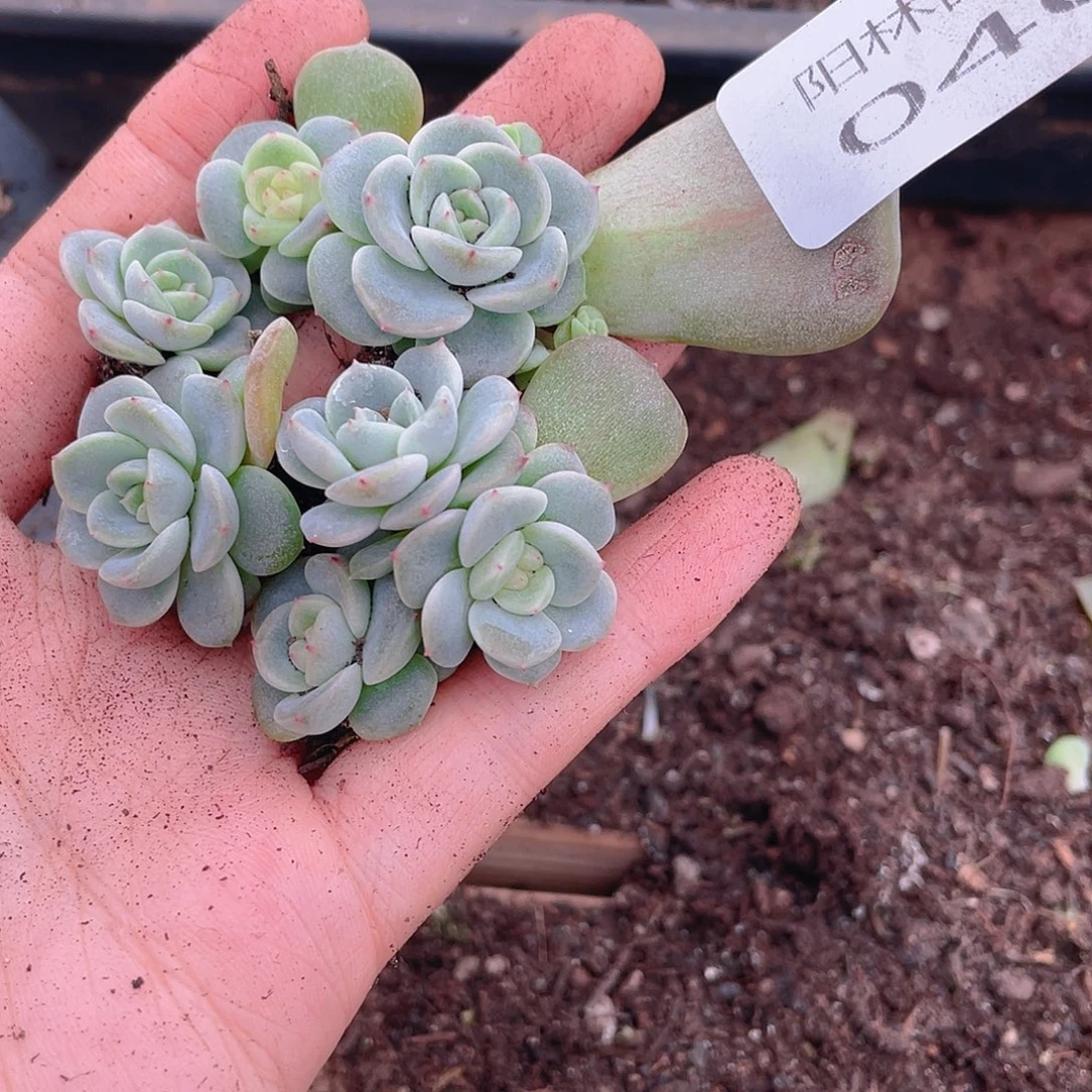 多肉植物多肉植物40