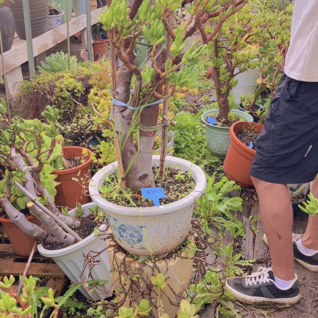 绿**风多肉植物保护