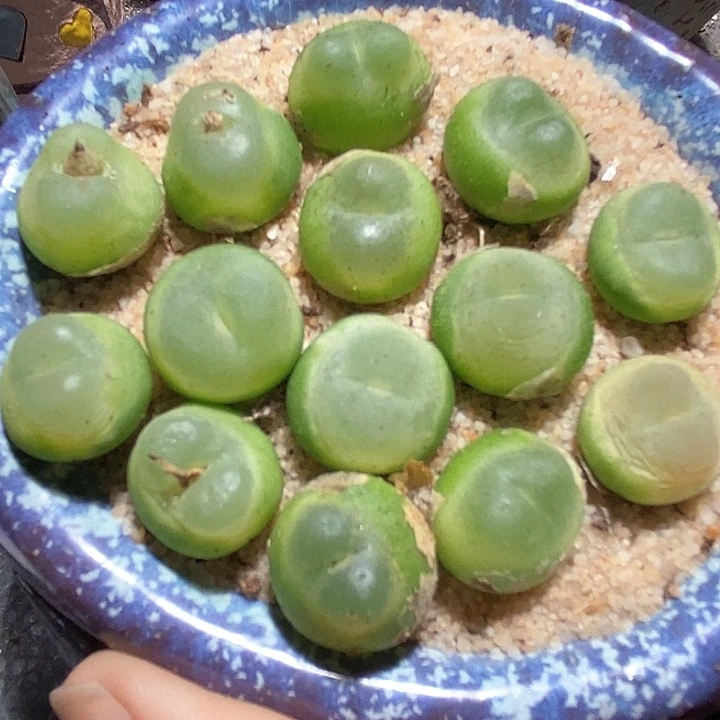 11512拉登一颗