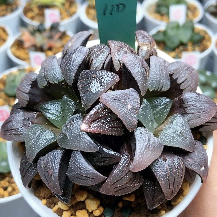 【闪购商品】娟*110紫梦双头
