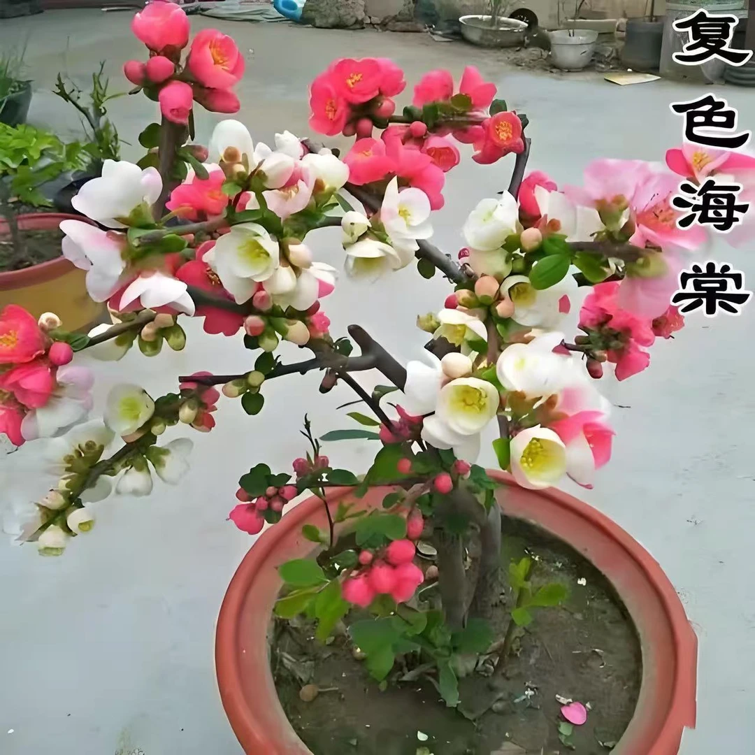 【复色】东阳景海棠室内外养殖