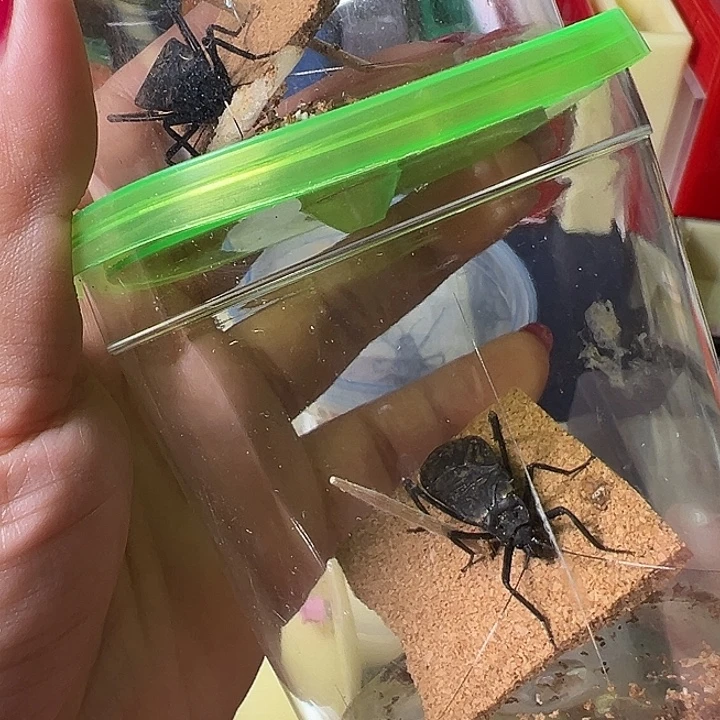 蟋蟀哈哈哈哈哈哈哈哈哈哈哈