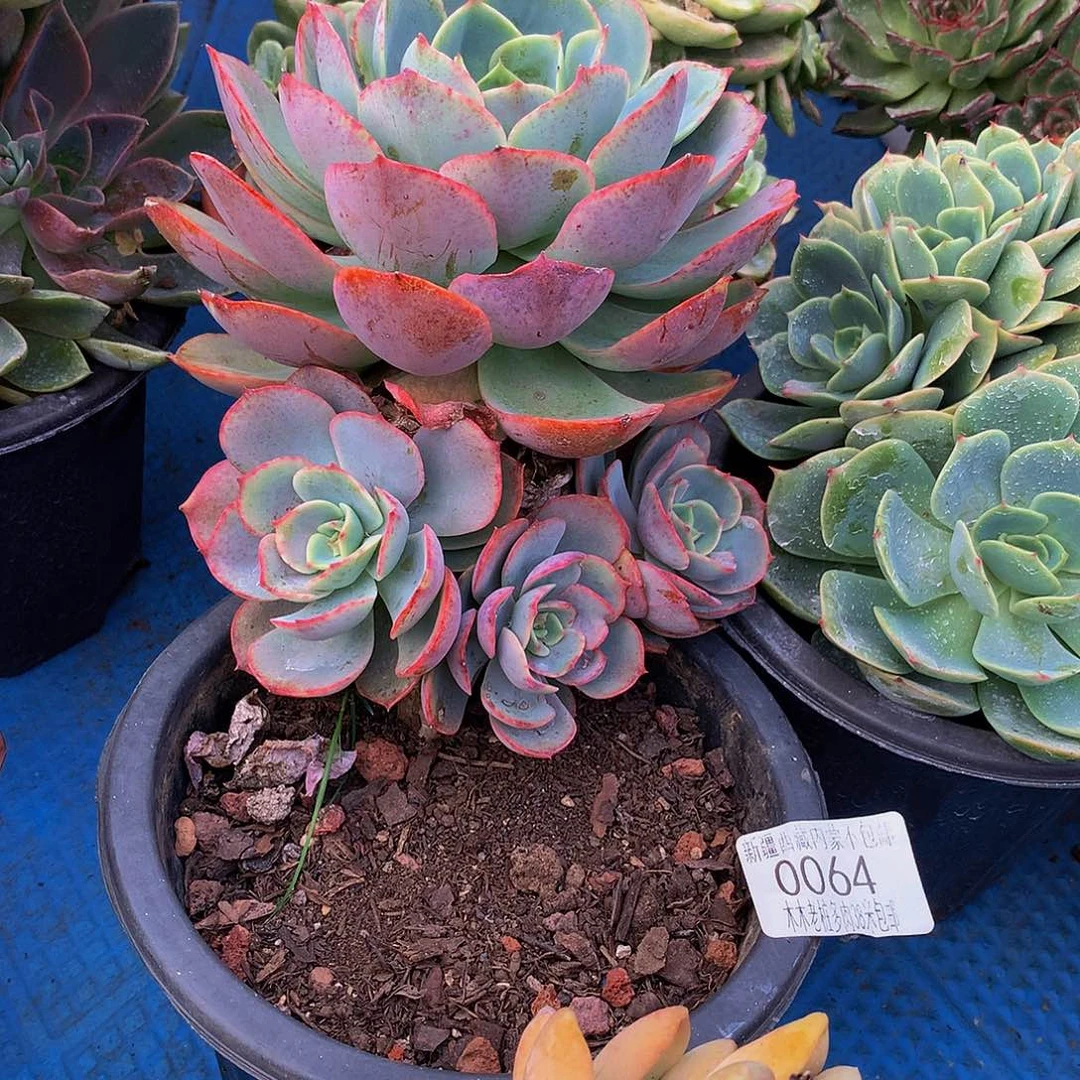 C****白雪公主0064多肉鹅v哦肉