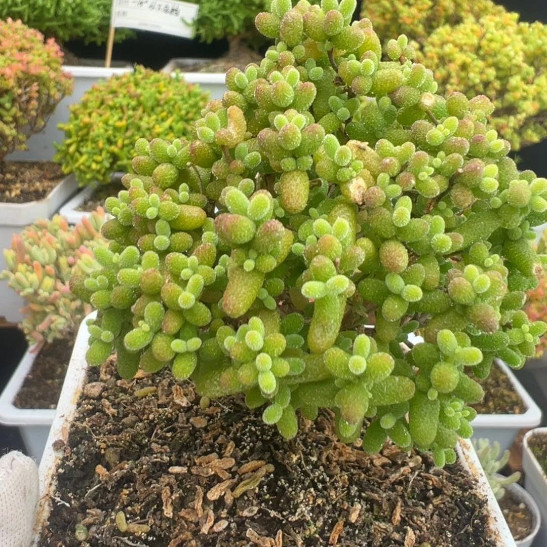 D8042金桔一物一拍