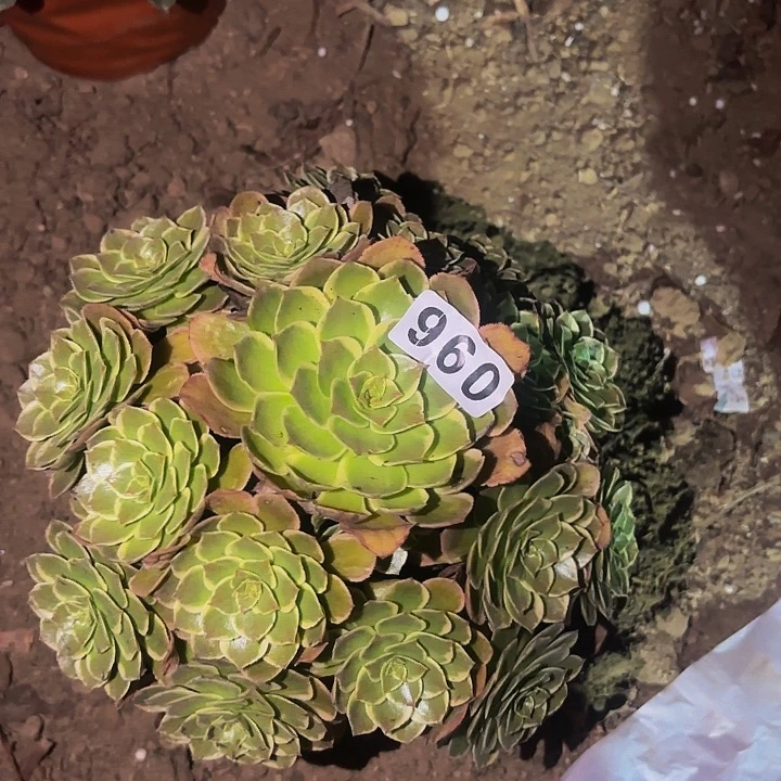 096孔雀翎多肉植物不售后