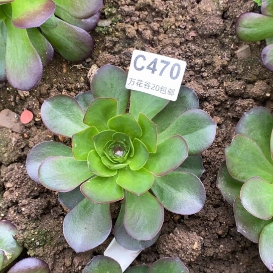 470蓝魅金玫瑰多肉植物