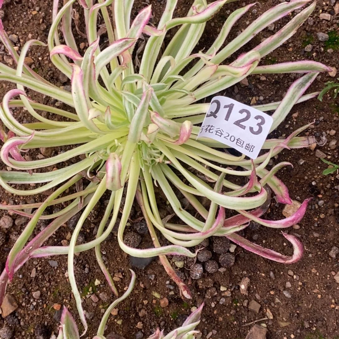 123金丝菊多肉植物