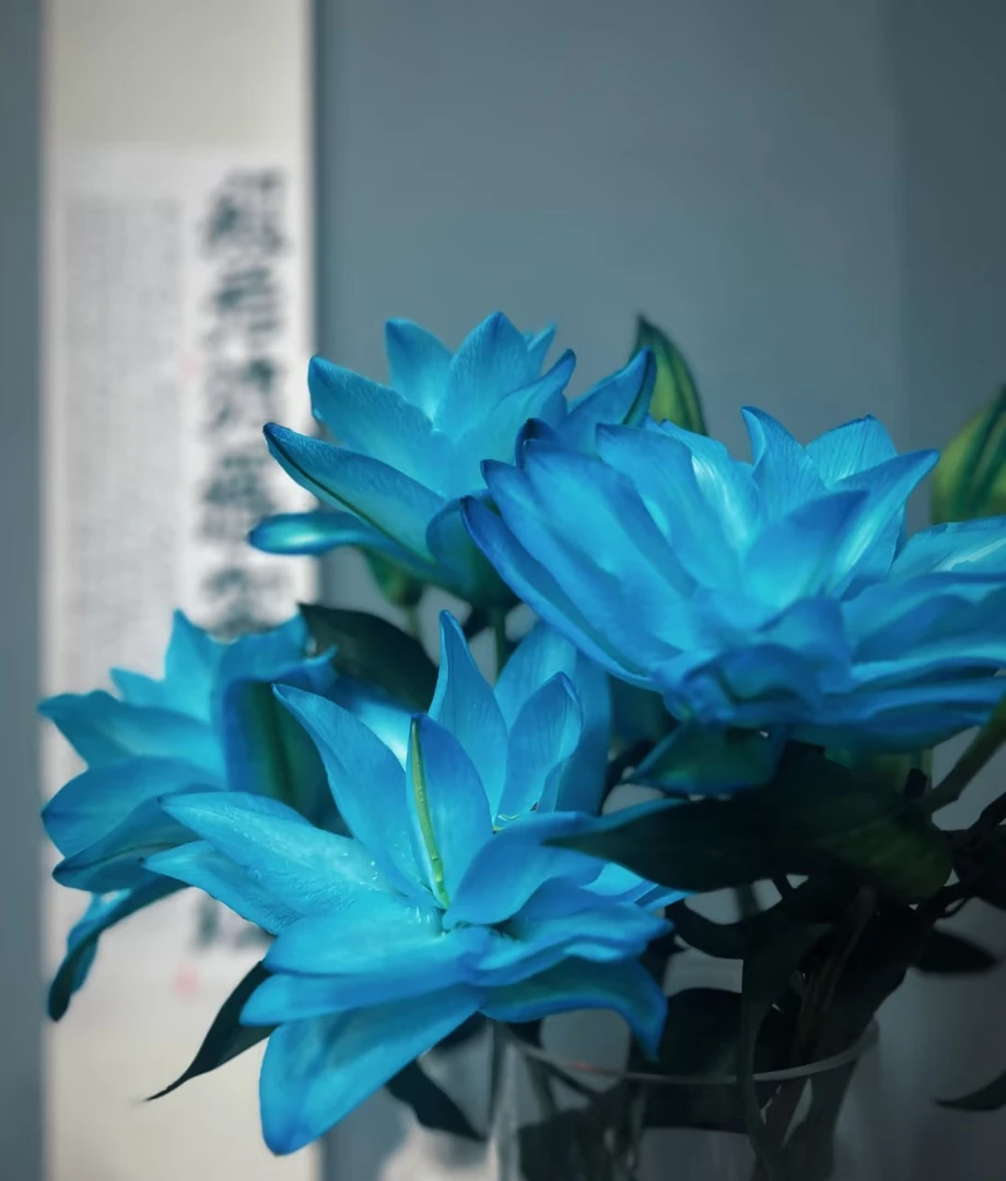 蓝美人（蓝色）吸色重瓣百合多头2支（8朵） 家庭插花温馨美观鲜花