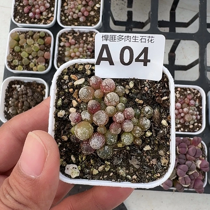 4多肉植物多肉植物