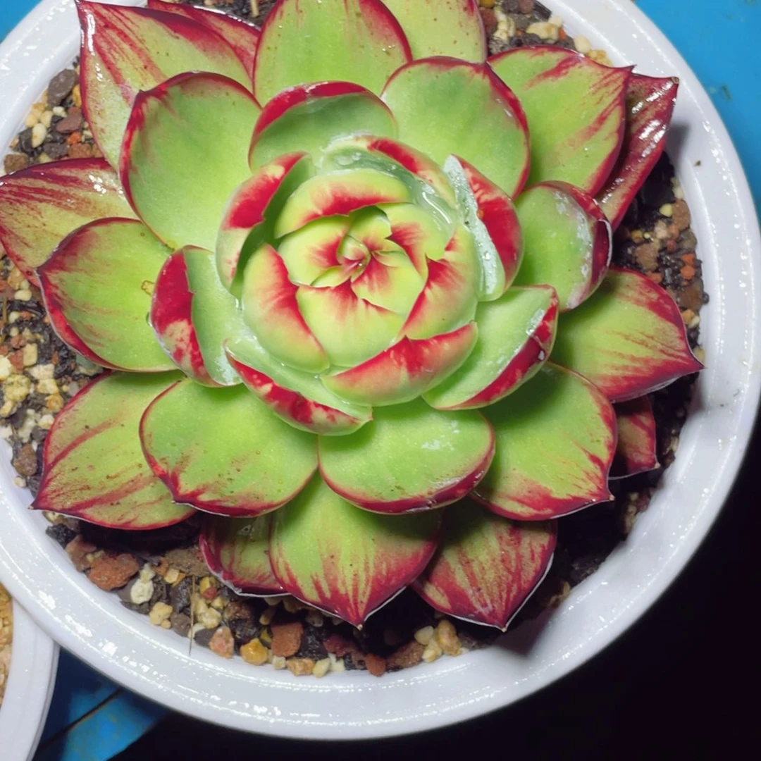 惊鸿仙子冠服16左右